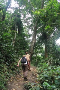 forest path