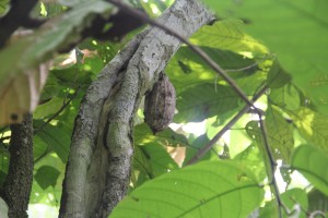 cacao tree