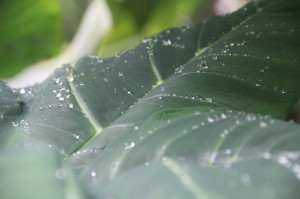 De regen heeft ook z'n schoonheid natuurlijk :)  Fotograaf: Marie-Dominique Rémion